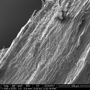 Tetrous DBF fibers at low magnification